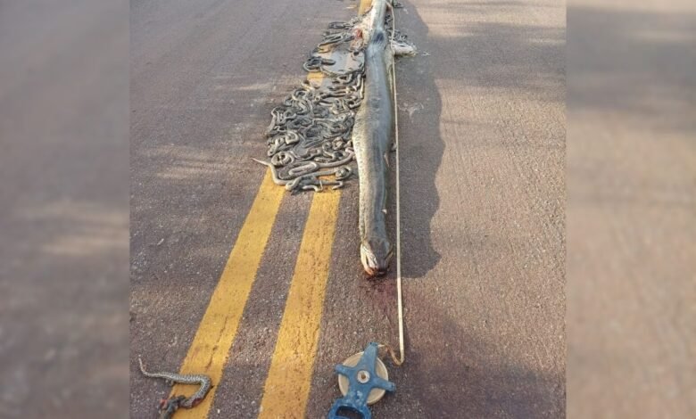Foto: Vigilância Sanitária/Divulgação