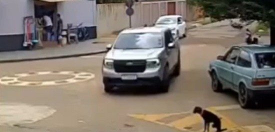 Cachorro