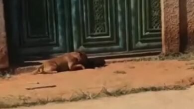 Cachorro