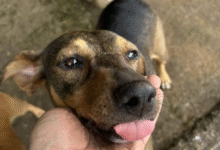 Dia internacional do cachorro