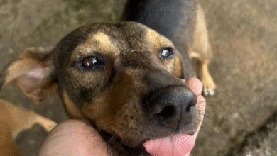 Dia internacional do cachorro