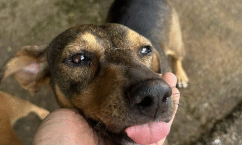 Dia internacional do cachorro
