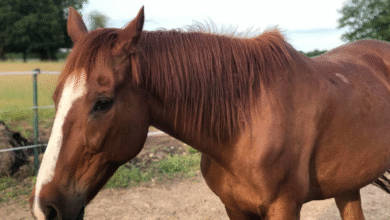Adolescente flagra abuso contra égua e é ameaçado de morte em Campo Alegre