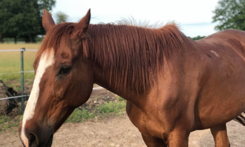 Adolescente flagra abuso contra égua e é ameaçado de morte em Campo Alegre