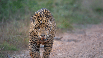 Caçadores de onças são presos em Goiás