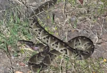 Foto: reprodução/PM