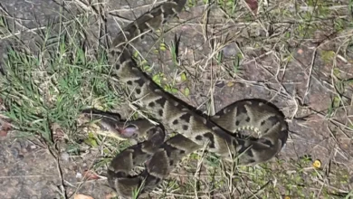 Foto: reprodução/PM