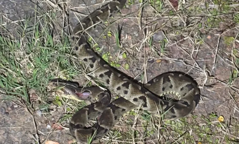 Foto: reprodução/PM