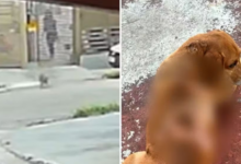 Foto: Reprodução/TV Anhanguera