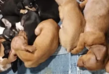 Foto: Divulgação/Polícia Civil