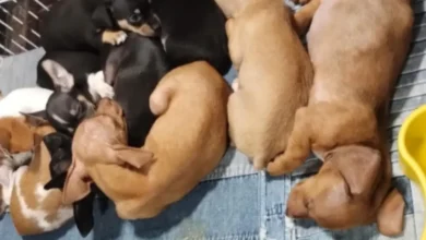 Foto: Divulgação/Polícia Civil