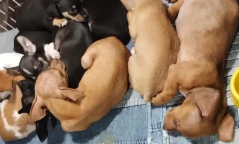 Foto: Divulgação/Polícia Civil