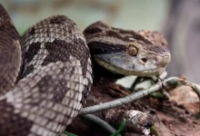 Foto: Instituto Butantan