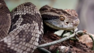 Foto: Instituto Butantan
