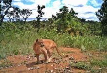 Criança é atacada por onça-parda durante passeio na Chapada dos Veadeiros