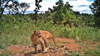 Criança é atacada por onça-parda durante passeio na Chapada dos Veadeiros