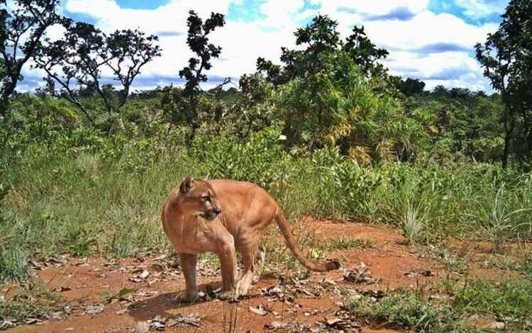 Criança é atacada por onça-parda durante passeio na Chapada dos Veadeiros