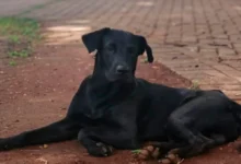 Cachorro comunitário Brutus (Foto: reprodução)