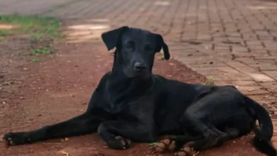 Cachorro comunitário Brutus (Foto: reprodução)
