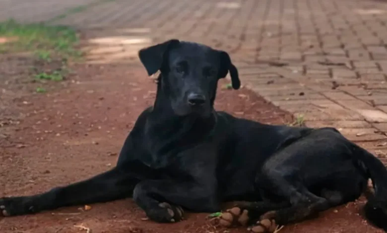 Cachorro comunitário Brutus (Foto: reprodução)