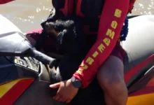 Cachorro é resgatado no Rio Araguaia após ser encontrado à deriva longe da praia