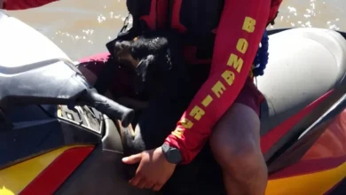 Cachorro é resgatado no Rio Araguaia após ser encontrado à deriva longe da praia