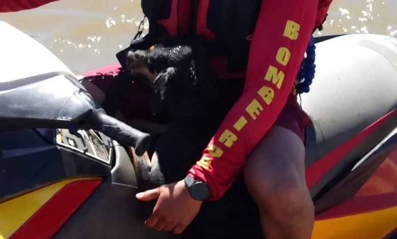 Cachorro é resgatado no Rio Araguaia após ser encontrado à deriva longe da praia