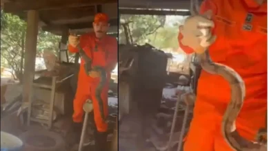 Jiboia de 1,5 metro é capturada após atacar pintinhos em galinheiro de Goiânia