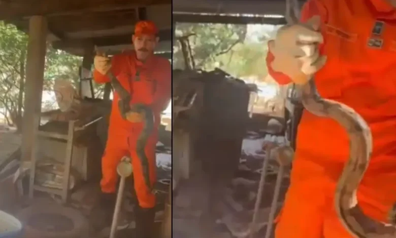 Jiboia de 1,5 metro é capturada após atacar pintinhos em galinheiro de Goiânia
