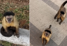 Homem é mordido por macaco-prego durante caminhada em Catalão e precisa tomar vacina antirrábica