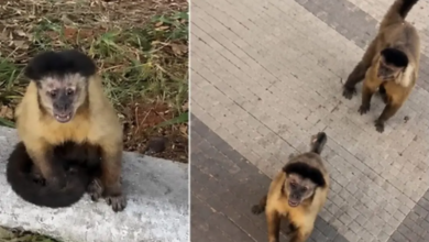 Homem é mordido por macaco-prego durante caminhada em Catalão e precisa tomar vacina antirrábica