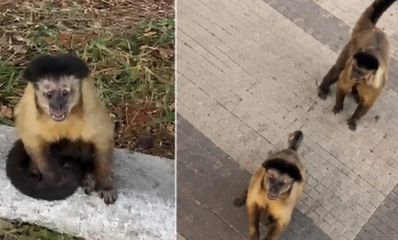 Homem é mordido por macaco-prego durante caminhada em Catalão e precisa tomar vacina antirrábica