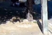 Mulher atacada por cachorro