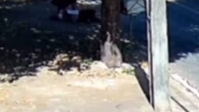 Mulher atacada por cachorro