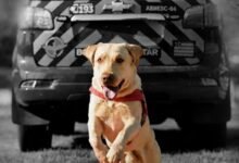 Morre Fênix, cão bombeiro de Goiás que encontrou vítimas em grandes tragédias pelo país