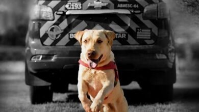 Morre Fênix, cão bombeiro de Goiás que encontrou vítimas em grandes tragédias pelo país