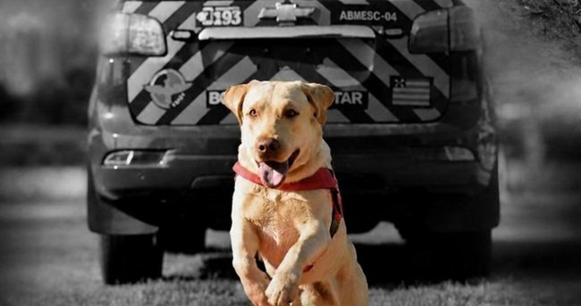 Morre Fênix, cão bombeiro de Goiás que encontrou vítimas em grandes tragédias pelo país